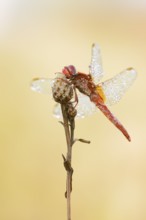 Scarlet Dragonfly (Crocothemis erythraea), male with dewdrops, North Rhine-Westphalia, Germany