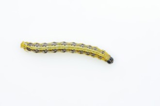 Box tree moth (Cydalima perspectalis), caterpillar on white background, North Rhine-Westphalia,
