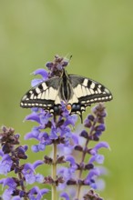 Swallowtail (Papilio machaon) in a meadow sage (Salvia pratensis), North Rhine-Westphalia, Germany