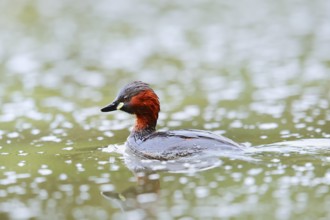Little grebe (Tachybaptus ruficollis), North Rhine-Westphalia, Germany
