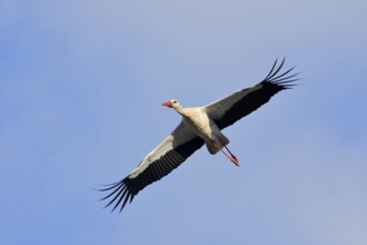 White stork (Ciconia ciconia), flying, Algarve, Portugal