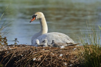 Mute swan (Cygnus olor) with chicks on the nest, North Rhine-Westphalia, Germany