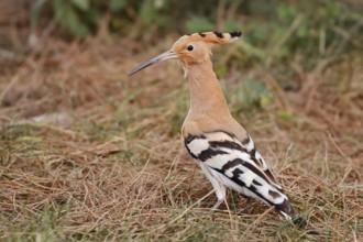 Hoopoe (Upupa epops), Algarve, Portugal