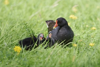 Water rail or moorhen (Gallinula chloropus) with chicks in a meadow, North Rhine-Westphalia,