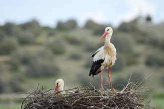 White stork (Ciconia ciconia), pair on the nest, Algarve, Portugal