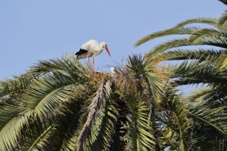 White stork (Ciconia ciconia), pair in the nest on a Canary Island date palm (Phoenix canariensis),