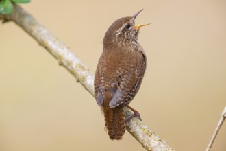 Wren (troglodytes troglodytes) Germany