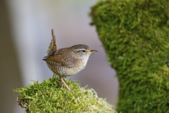 Wren (troglodytes troglodytes) building a nest Germany