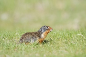 Columbia ground squirrel (Urocitellus columbianus, Spermophilus columbianus), Jasper National Park,