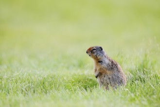 Columbia ground squirrel (Urocitellus columbianus, Spermophilus columbianus) sitting upright in a