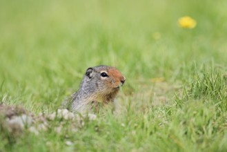 Columbia ground squirrel (Urocitellus columbianus, Spermophilus columbianus) at the burrow, Yoho