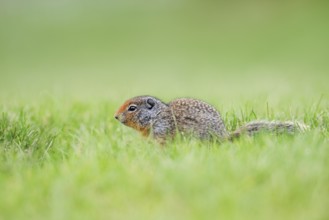 Columbia ground squirrel (Urocitellus columbianus, Spermophilus columbianus), juvenile, Waterton