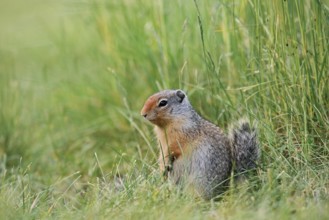 Columbia ground squirrel (Urocitellus columbianus, Spermophilus columbianus), juvenile, Banff