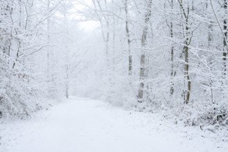 Snowy trail through deciduous forest in winter, North Rhine-Westphalia, Germany