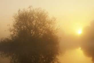Silver willow (Salix alba) in the morning mist on the river Lippe at sunrise, North