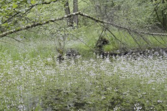 Flowering European water feather or water primrose (Hottonia palustris) in a pond, North