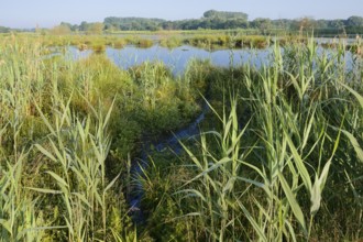 Pond with reeds in spring, North Rhine-Westphalia, Germany
