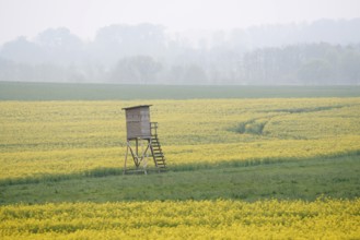 High seat and flowering rape field (Brassica napus) in spring, North Rhine-Westphalia, Germany