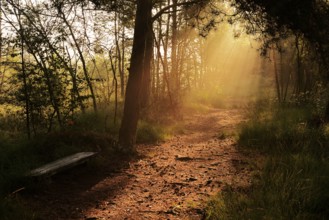Forest path and bench in morning fog with sunbeams, Venner Moor, North Rhine-Westphalia, Germany