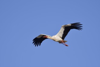 White stork (Ciconia ciconia), flying, Algarve, Portugal