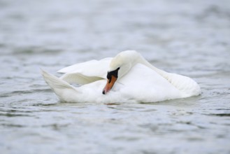 Mute swan (Cygnus olor) grooming its feathers, Alsace, France