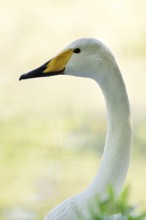 Whooper swan (Cygnus cygnus), portrait, Friesland, Netherlands