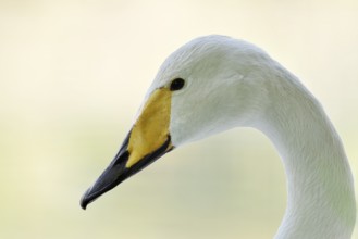 Whooper swan (Cygnus cygnus), portrait, Friesland, Netherlands