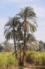 Real date palms (Phoenix dactylifera) along the Nile, Nile Valley, Egypt