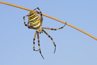Wasp spider (Argiope bruennichi), female with dewdrops, North Rhine-Westphalia, Germany