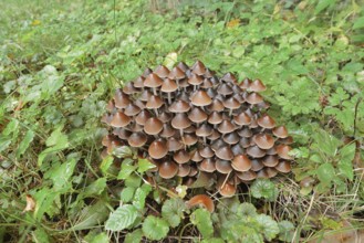 Rogers Mushroom (Britzelmayria multipedata, Psathyrella multipedata), North Rhine-Westphalia,
