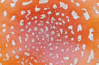 Fly agaric (Amanita muscaria), cap with flaky scales, North Rhine-Westphalia, Germany