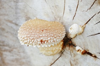 Poplar Schüppling (Hemipholiota populnea, Pholiota destruens), North Rhine-Westphalia, Germany