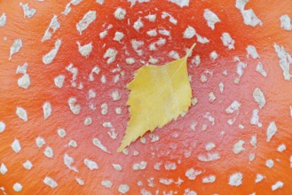Fly agaric (Amanita muscaria), cap with flaky scales and birch leaf (Betula spec.), North
