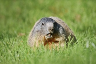 Alpine marmot (Marmota marmota), eating grass, Berchtesgaden National Park, Bavaria, Germany
