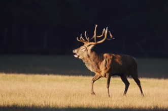 Red deer (Cervus elaphus), roaring in the rutting season, Arnsberg Forest, North Rhine-Westphalia,