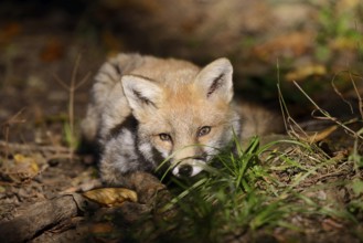 Red fox (Vulpes vulpes), young animal, North Rhine-Westphalia, Germany