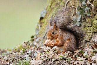 Eurasian squirrel (Sciurus vulgaris) eating a walnut, North Rhine-Westphalia, Germany