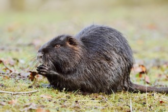 Nutria or swamp beaver (Myocastor coypus) sits feeding on the bank, North Rhine-Westphalia,