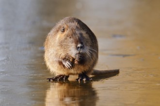 Nutria or swamp beaver (Myocastor coypus) sits feeding on the ice surface of a lake in winter,