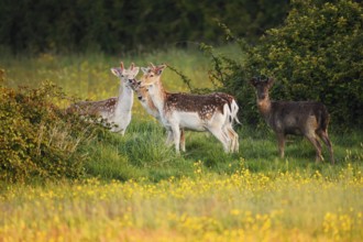 Fallow deer (Dama dama), fallow deer with velvet antlers on a flower meadow in spring, Zeeland,