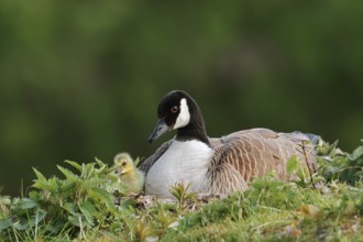 Canada goose (Branta canadensis) breeding with chicks on the nest, North Rhine-Westphalia, Germany