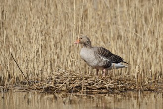 Greylag goose (Anser anser) on the nest in the reeds, North Rhine-Westphalia, Germany