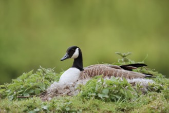 Canada goose (Branta canadensis) sitting brooding on the nest, North Rhine-Westphalia, Germany