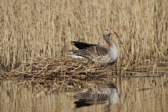 Greylag goose (Anser anser) building a nest in the reeds, North Rhine-Westphalia, Germany