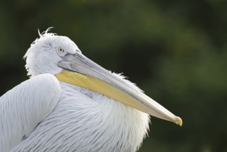 Dalmatian Pelican (Pelecanus crispus), portrait, Lake Kerkini, Central Macedonia, Greece
