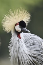 South African Crowned Crane or Grey-necked Crowned Crane (Balearica regulorum), portrait, captive,