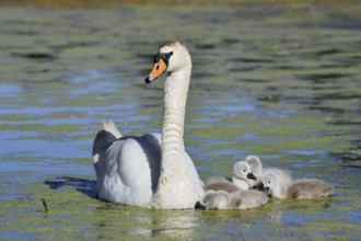 Mute swan (Cygnus olor) with chicks on a lake, North Rhine-Westphalia, Germany