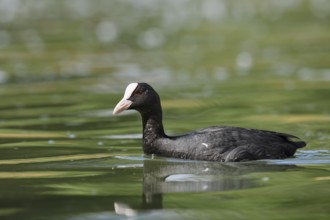 Eurasian Coot or coot rail (Fulica atra), swimming, North Rhine-Westphalia, Germany