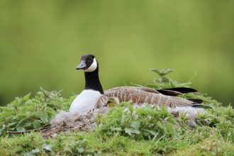 Canada goose (Branta canadensis) sitting brooding with chicks on the nest, North Rhine-Westphalia,