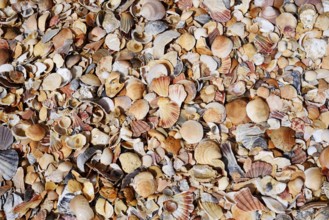 Different mussel shells on the beach, Algarve, Portugal